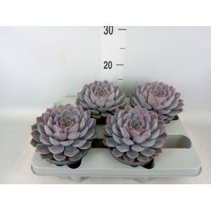 Echeveria  'Orion'