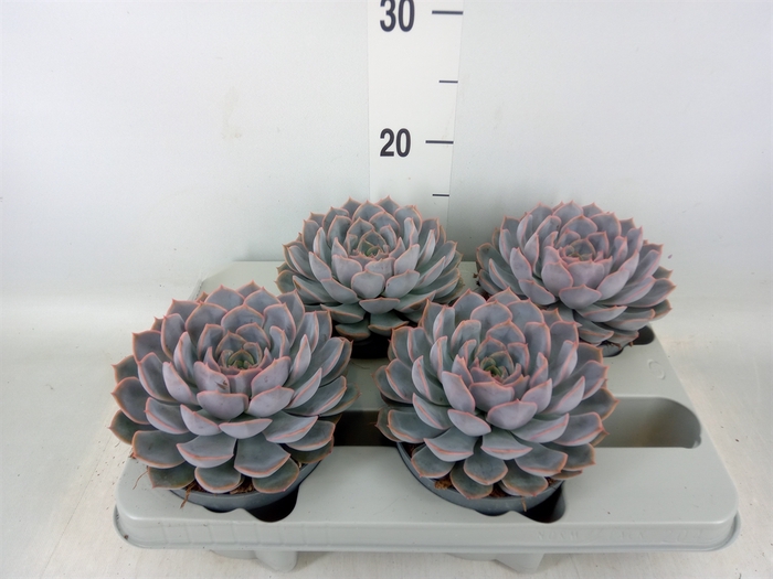 <h4>Echeveria  'Orion'</h4>