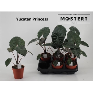 Alocasia sarawakensis Yucatan Princess 12Ø 30cm 1p