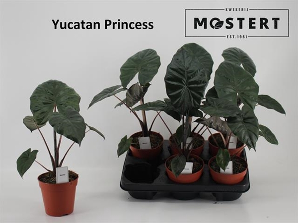 Alocasia sarawakensis Yucatan Princess 12Ø 30cm 1p