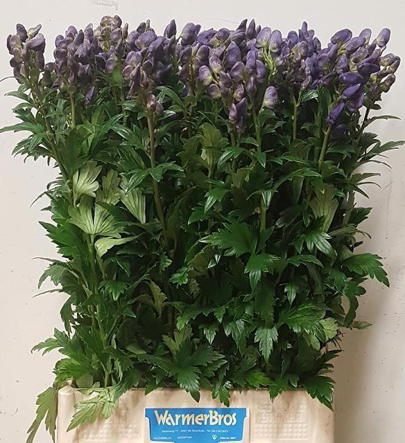 <h4>ACONI CAR ARENDSII</h4>