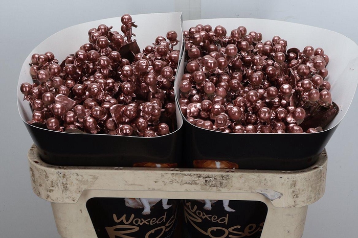 <h4>Hyp Ov Klb H</h4>