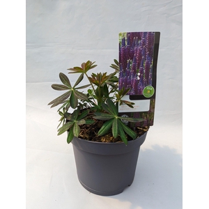 Lupinus 'West Country' Masterpiece - 23 cm