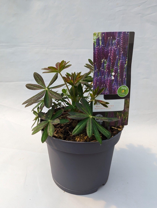 <h4>Lupinus 'West Country' Masterpiece - 23 cm</h4>