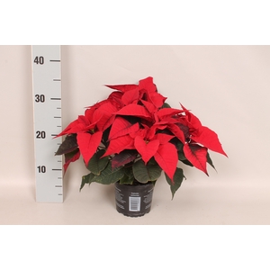 Poinsettia 13 cm Christmas Feelings® Merlot  (Donker Rood)