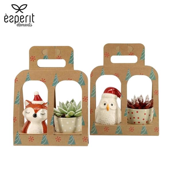 <h4>Echeveria 'Miranda'</h4>