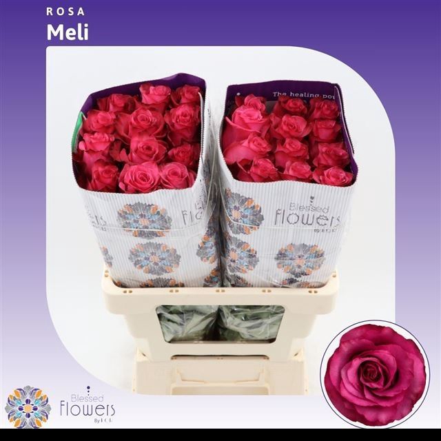 <h4>Rs gr Meli</h4>