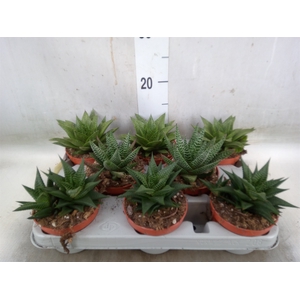 Aloe   ...mix