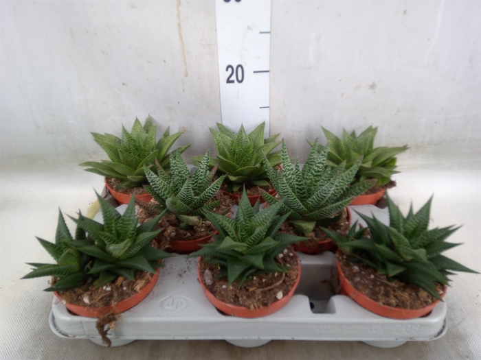 <h4>Aloe   ...mix</h4>
