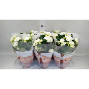 Begonia elat. HL 'Clara'