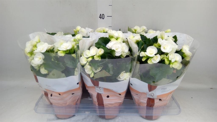 <h4>Begonia elat. HL 'Clara'</h4>