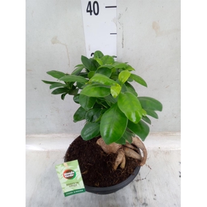 Ficus microcarpa 'Ginseng'