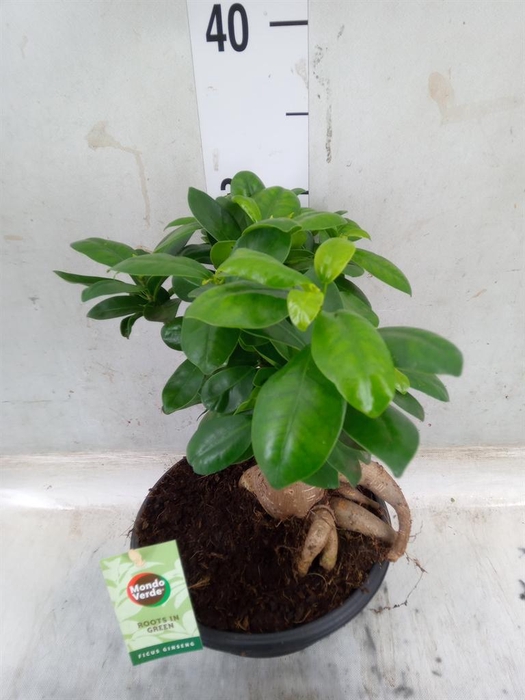 <h4>Ficus microcarpa 'Ginseng'</h4>