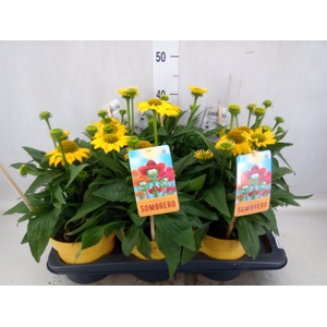 Echinacea  'Sombrero Lemon Yellow'