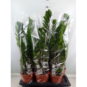 Zamioculcas zamiifolia