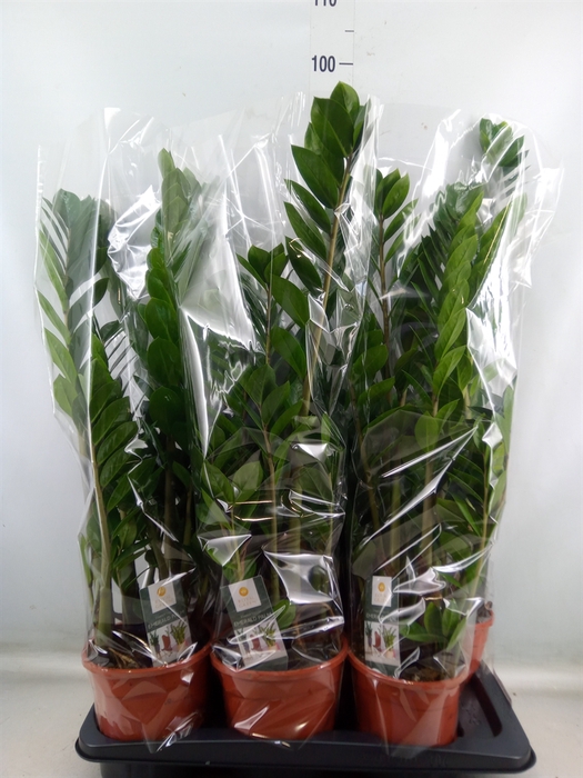 <h4>Zamioculcas zamiifolia</h4>