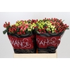 Hypericum Rainbow Romance