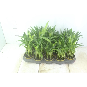 ARECA BAMBU P11