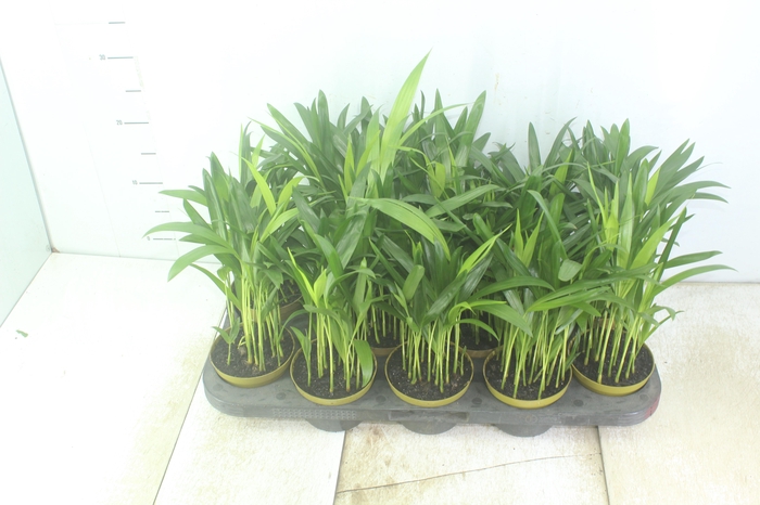 <h4>ARECA BAMBU P11</h4>