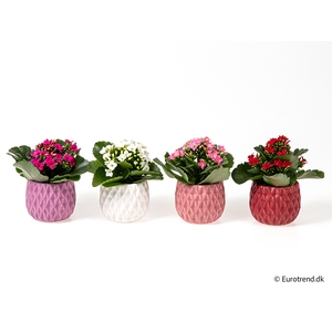 KALANCHOE BLOSSF p6 E 3089