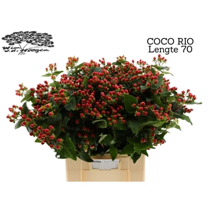 HYP COCO RIO