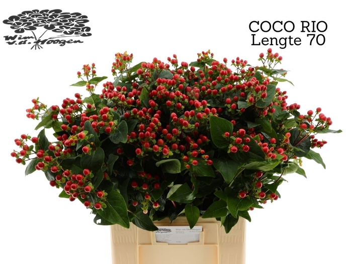 <h4>HYP COCO RIO</h4>