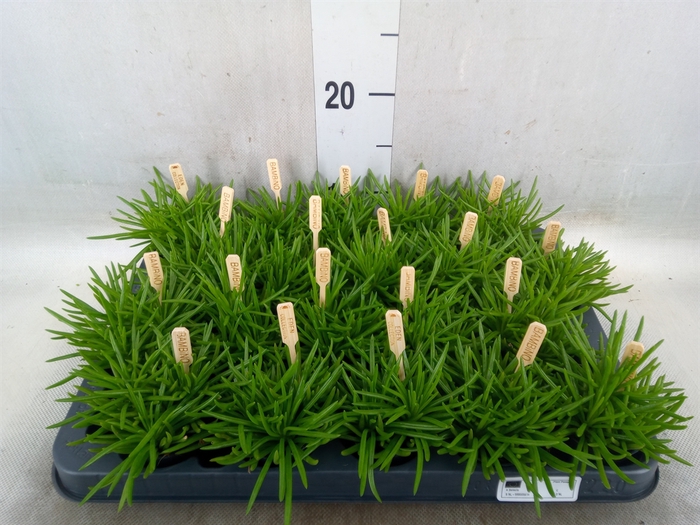 Senecio archeri 'Himalaya'