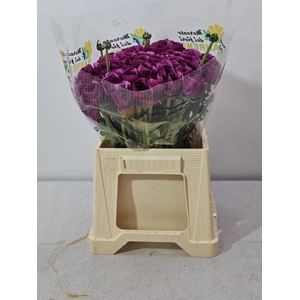 RAN CLONI EXTRA RENOIR