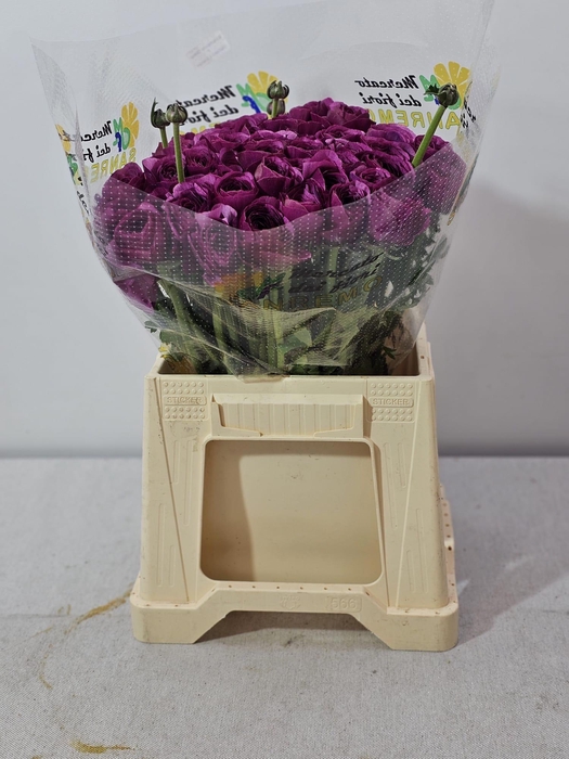 <h4>RAN CLONI EXTRA RENOIR</h4>