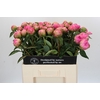 Paeonia Jacorma