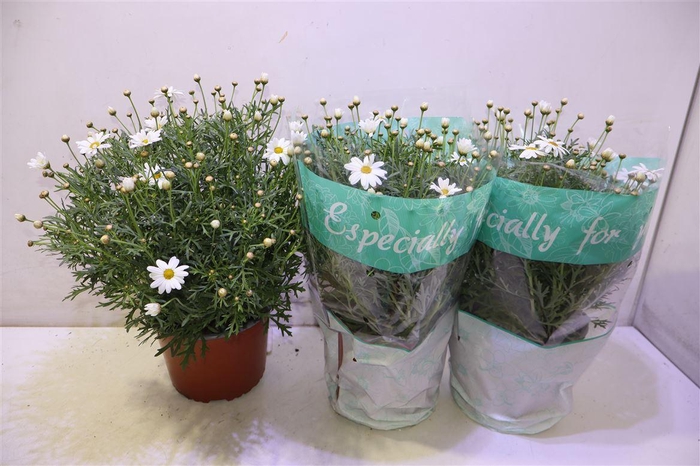 <h4>arr8 Arg Ov</h4>