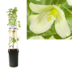 Clematis cirrhosa 'Wisley Cream' +light label