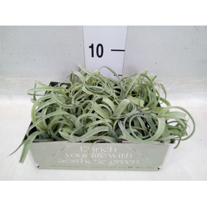 Tillandsia