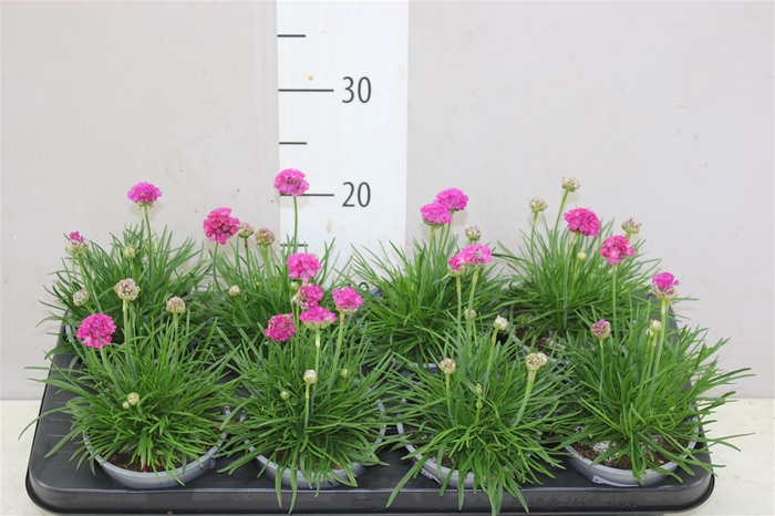 <h4>Armeria Mar Armada Rose</h4>