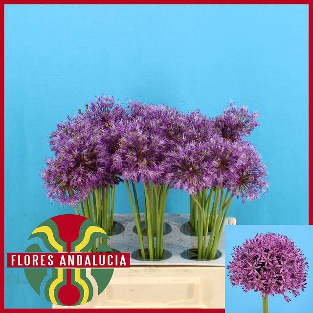 <h4>ALLIUM GLADIATOR</h4>