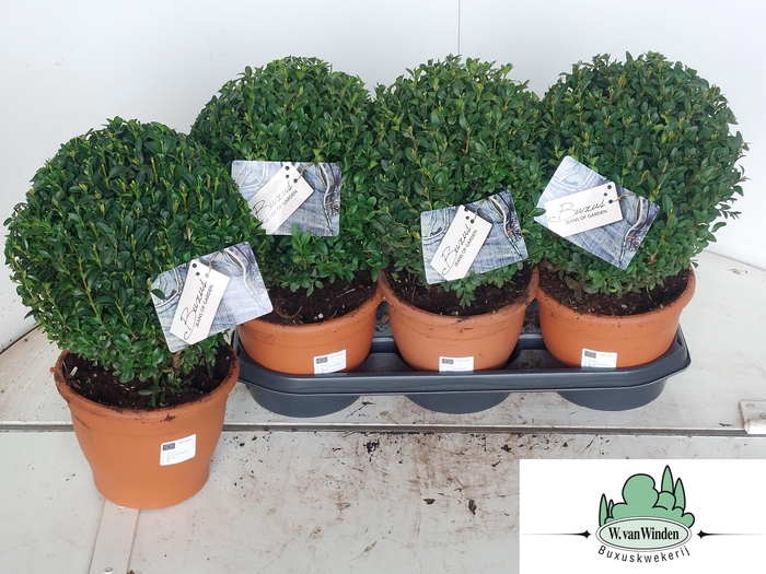 <h4>BUXU SEMPERVIRENS</h4>