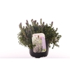 Thymus citr. Silver Queen