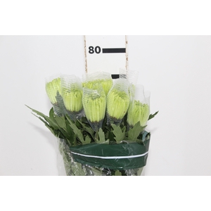 ANASTASIA DARK GREEN 080 CM VERDE