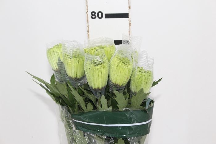 <h4>ANASTASIA DARK GREEN 080 CM VERDE</h4>