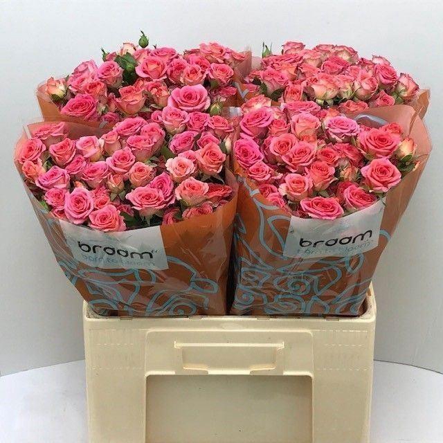 <h4>ROSA TR 'CHIMO'</h4>