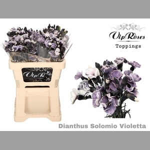 DI SOLOMIO VIOLETTA (L50 cm)