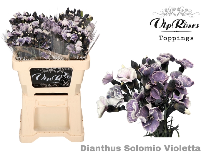 <h4>Di Solomio Violetta (l50 Cm)</h4>