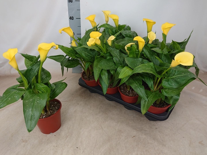 <h4>ZANT SUNCLUB</h4>