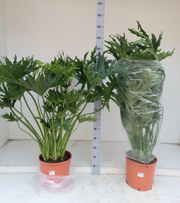 <h4>PHIL OVERIG</h4>