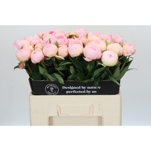 Paeonia Florence Nicholls