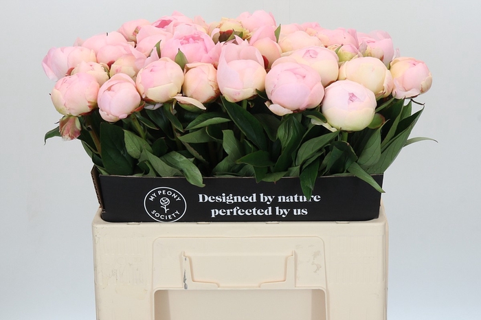 <h4>Paeonia Florence Nicholls</h4>