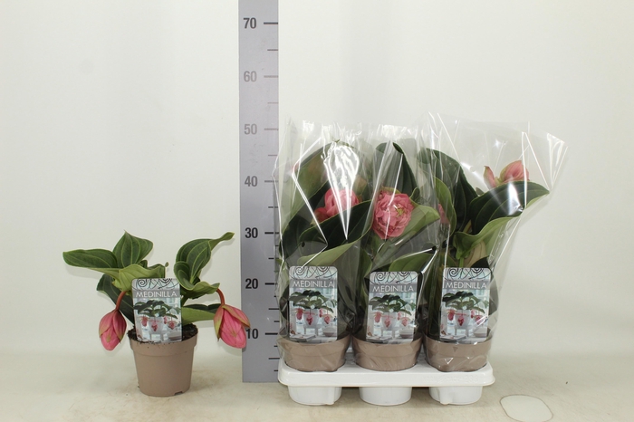 <h4>MEDIN CANDY</h4>