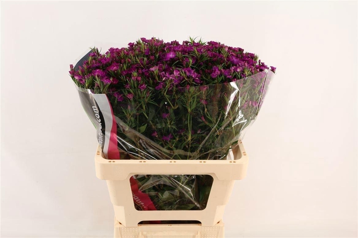 <h4>DI BARB AM NEON PURP</h4>