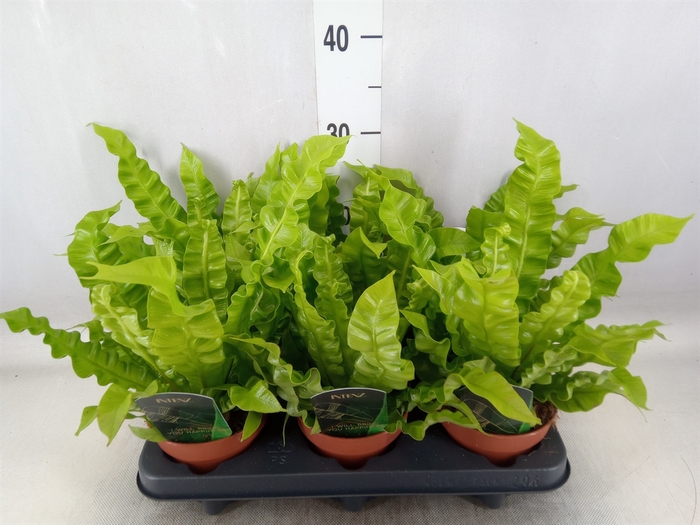 <h4>Asplenium nidus 'Crispy Wave'</h4>