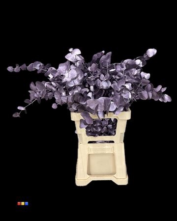 <h4>Cinerea Metallic Purple</h4>